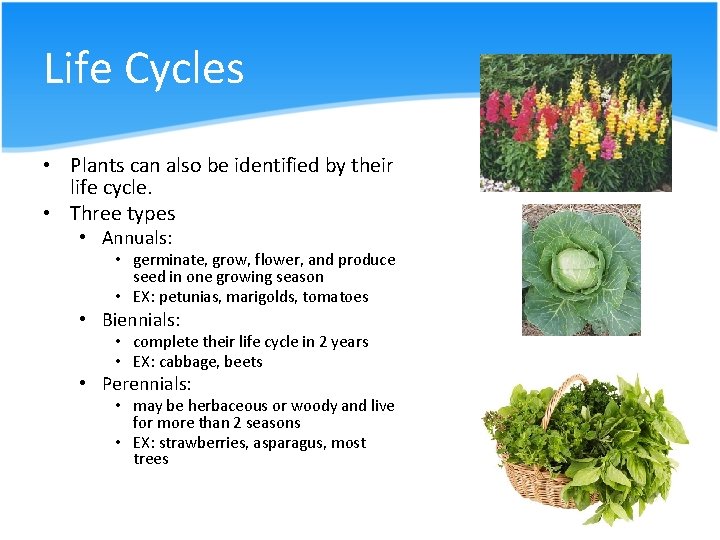 Life Cycles • Plants can also be identified by their life cycle. • Three