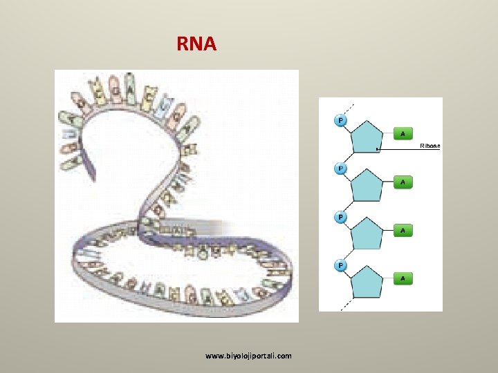 RNA www. biyolojiportali. com 