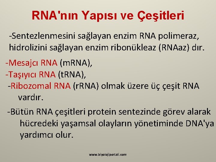 RNA'nın Yapısı ve Çeşitleri -Sentezlenmesini sağlayan enzim RNA polimeraz, hidrolizini sağlayan enzim ribonükleaz (RNAaz)