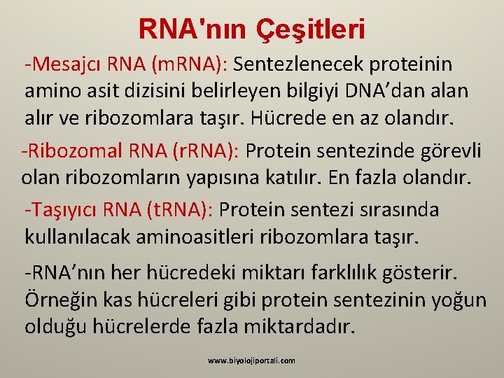 RNA'nın Çeşitleri -Mesajcı RNA (m. RNA): Sentezlenecek proteinin amino asit dizisini belirleyen bilgiyi DNA’dan