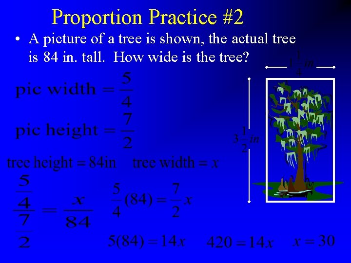 Proportion Practice #2 • A picture of a tree is shown, the actual tree