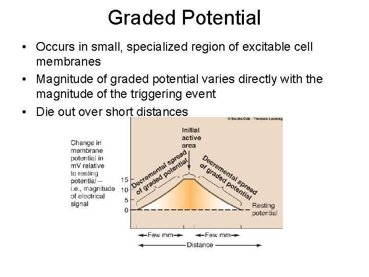 Graded Potential • Occurs in small, specialized region of excitable cell membranes • Magnitude