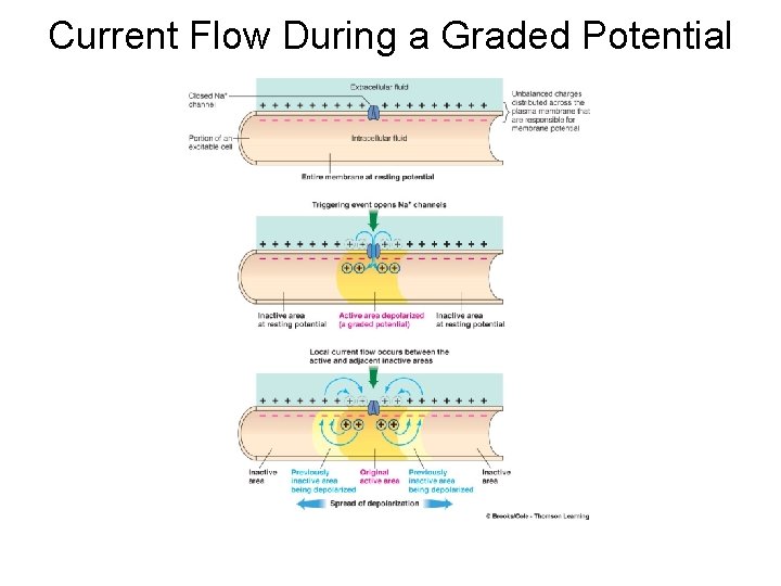 Current Flow During a Graded Potential 