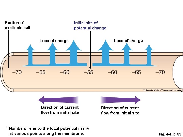 Portion of excitable cell Initial site of potential change Loss of charge Direction of