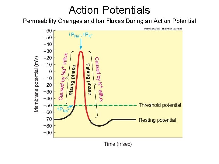 Action Potentials Permeability Changes and Ion Fluxes During an Action Potential 