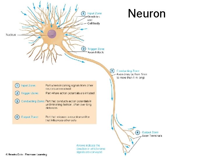 Neuron 