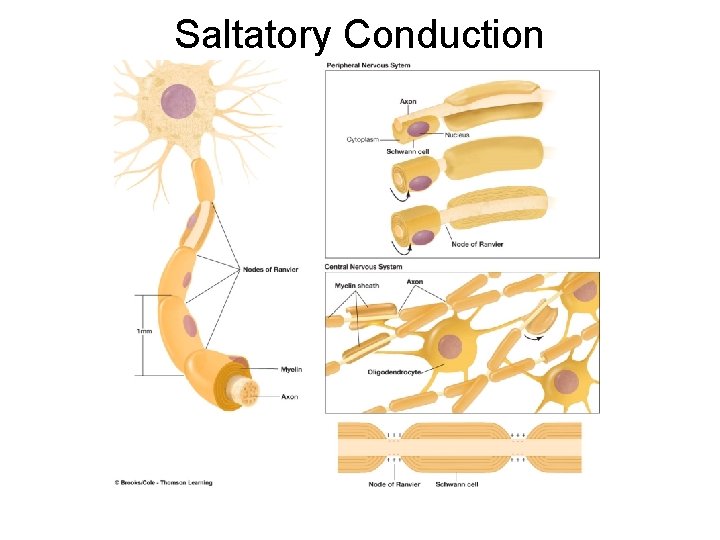 Saltatory Conduction 