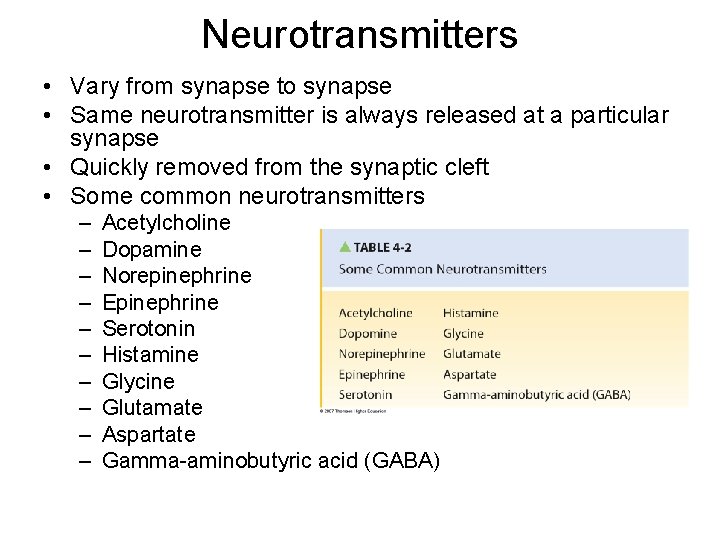 Neurotransmitters • Vary from synapse to synapse • Same neurotransmitter is always released at