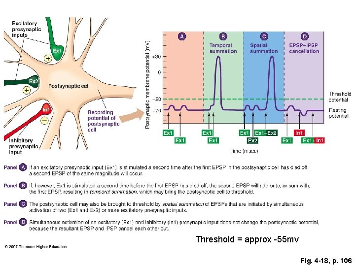 Threshold = approx -55 mv Fig. 4 -18, p. 106 
