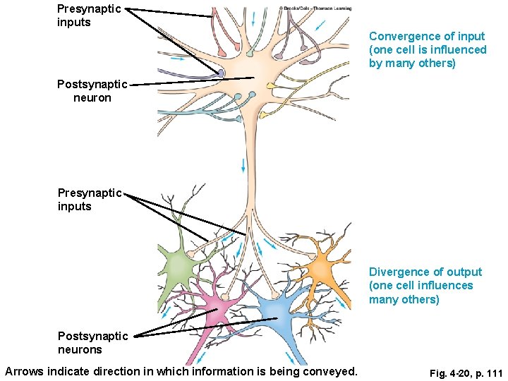 Presynaptic inputs Convergence of input (one cell is influenced by many others) Postsynaptic neuron