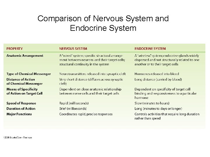 Comparison of Nervous System and Endocrine System 