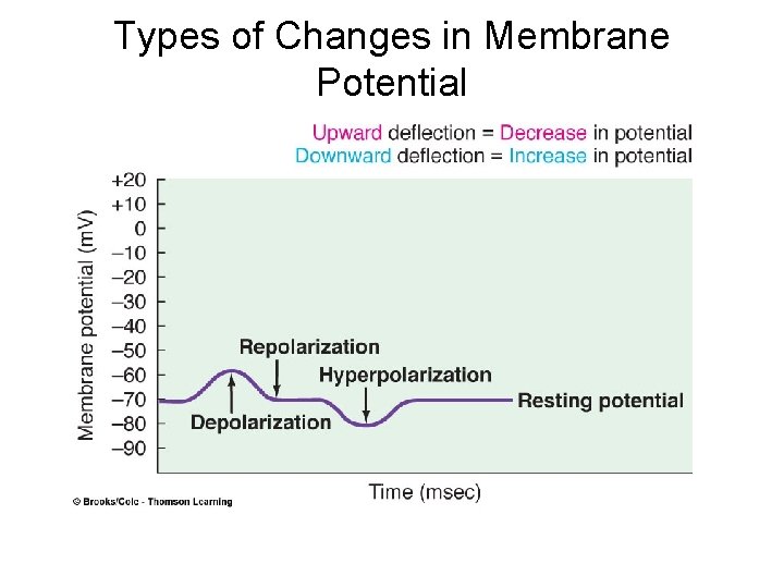 Types of Changes in Membrane Potential 