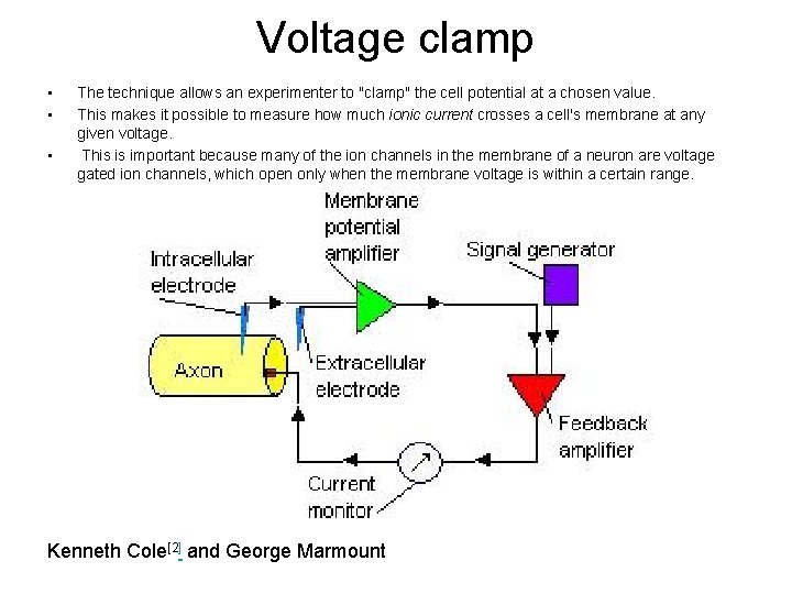 Voltage clamp • • • The technique allows an experimenter to "clamp" the cell