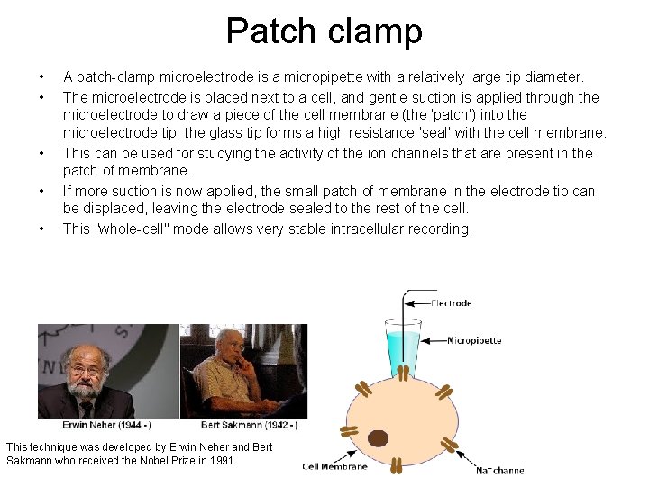 Patch clamp • • • A patch-clamp microelectrode is a micropipette with a relatively