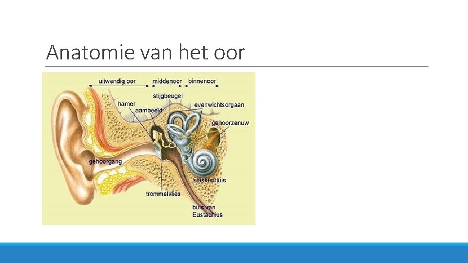 Anatomie van het oor 