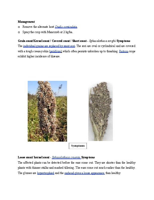 Management □ Remove the alternate host Oxalis comiculata. □ Spray the crop with Mancozeb