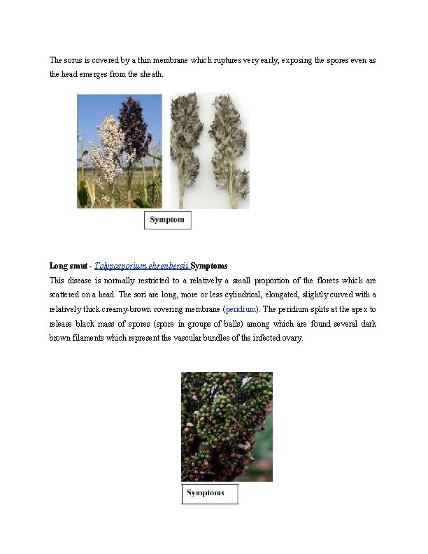 The sorus is covered by a thin membrane which ruptures very early, exposing the