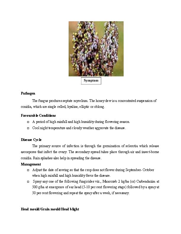 Pathogen The fungus produces septate mycelium. The honey dew is a concentrated suspension of