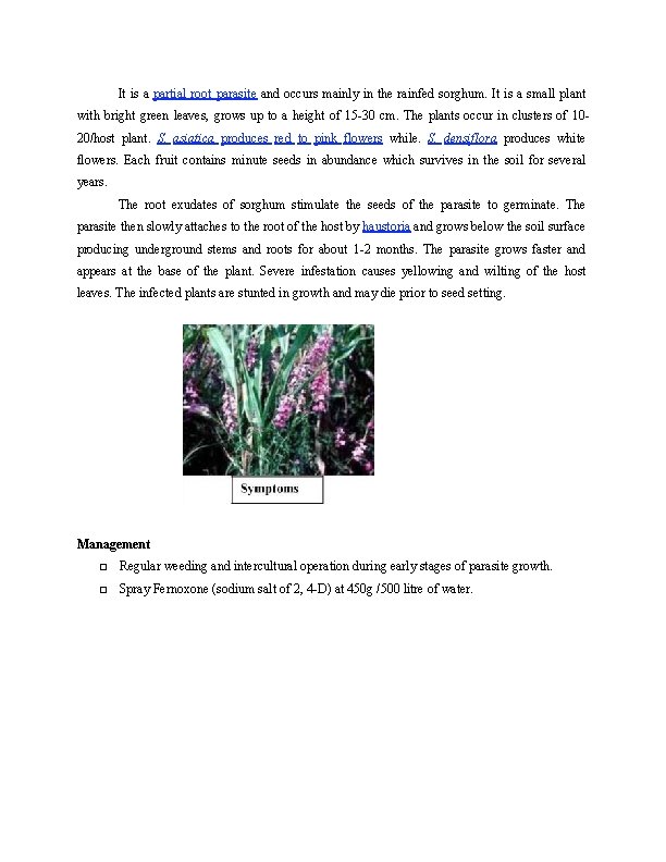 It is a partial root parasite and occurs mainly in the rainfed sorghum. It