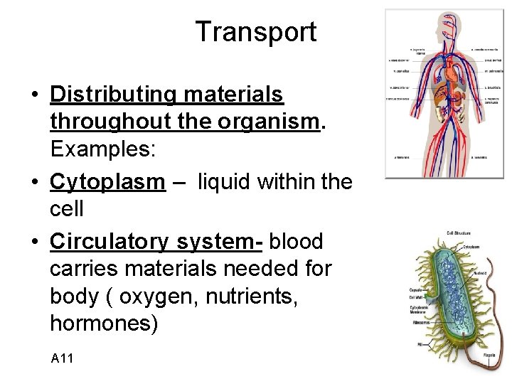 Transport • Distributing materials throughout the organism. Examples: • Cytoplasm – liquid within the