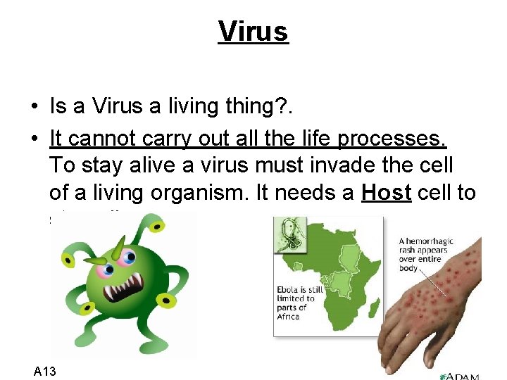 Virus • Is a Virus a living thing? . • It cannot carry out