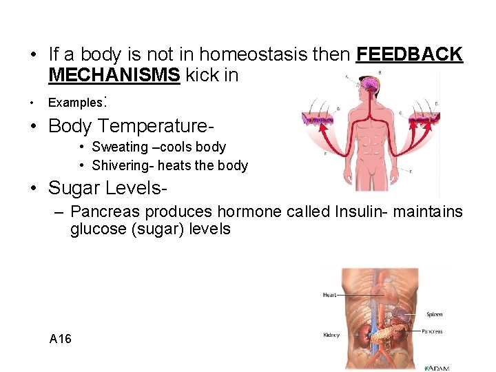  • If a body is not in homeostasis then FEEDBACK MECHANISMS kick in