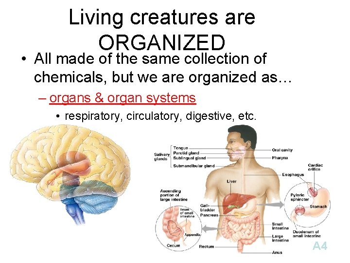 Living creatures are ORGANIZED • All made of the same collection of chemicals, but