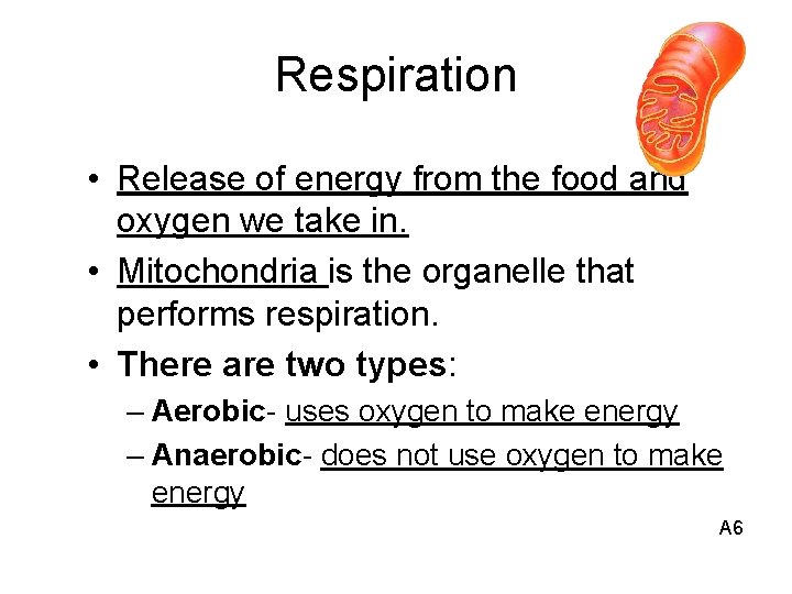 Respiration • Release of energy from the food and oxygen we take in. •