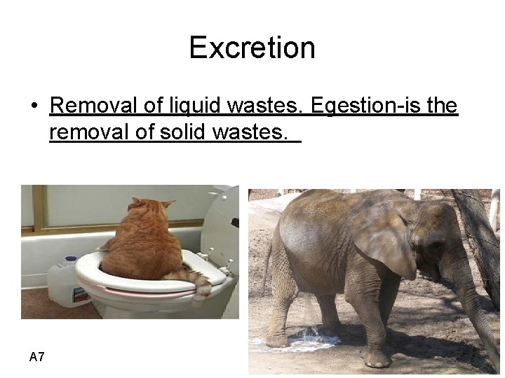 Excretion • Removal of liquid wastes. Egestion-is the removal of solid wastes. A 7