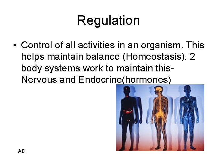 Regulation • Control of all activities in an organism. This helps maintain balance (Homeostasis).