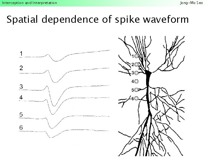 Interception and Interpretation Jong-Mo Seo Spatial dependence of spike waveform 