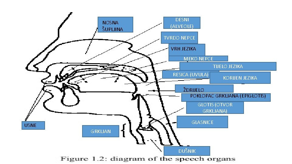 NOSNA ŠUPLJINA DESNI (ALVEOLE) TVRDO NEPCE VRH JEZIKA MEKO NEPCE TIJELO JEZIKA RESICA (UVULA)