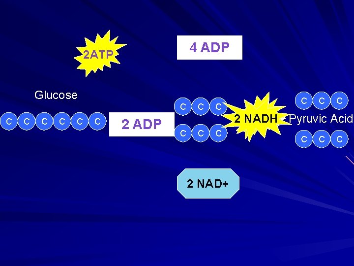 4 ADP 2 ATP Glucose C C C 2 ADP C C C 2