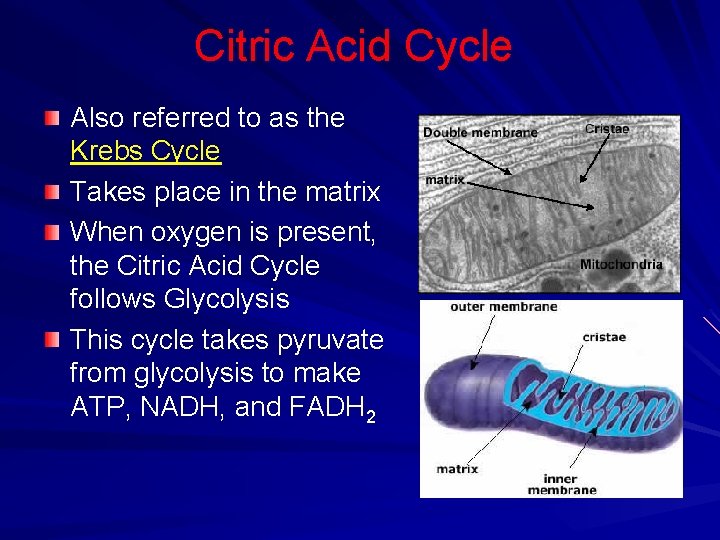 Citric Acid Cycle Also referred to as the Krebs Cycle Takes place in the