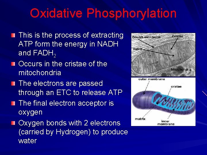Oxidative Phosphorylation This is the process of extracting ATP form the energy in NADH