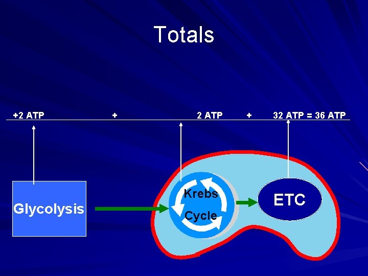 Totals +2 ATP + 2 ATP Krebs Glycolysis Cycle + 32 ATP = 36