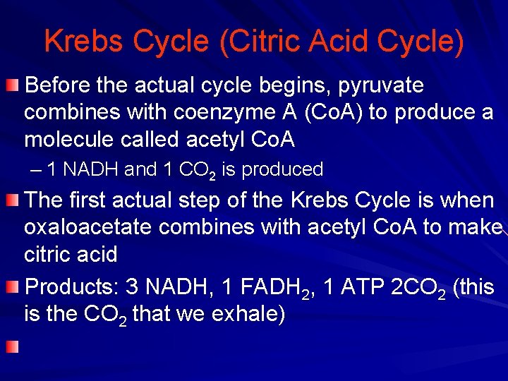 Krebs Cycle (Citric Acid Cycle) Before the actual cycle begins, pyruvate combines with coenzyme
