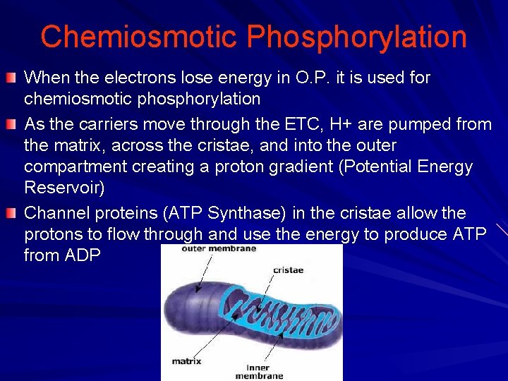 Chemiosmotic Phosphorylation When the electrons lose energy in O. P. it is used for