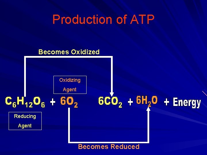 Production of ATP Becomes Oxidized Oxidizing Agent Reducing Agent Becomes Reduced 