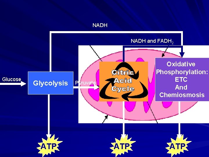 NADH and FADH 2 Glucose Glycolysis ATP Oxidative Phosphorylation: ETC And Chemiosmosis Pyruvate ATP