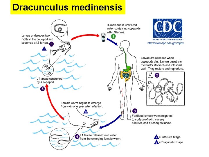 Dracunculus medinensis Dracunculus medinensis