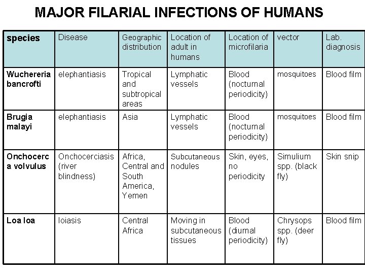 MAJOR FILARIAL INFECTIONS OF HUMANS species Disease Geographic distribution Location of adult in humans MAJOR FILARIAL INFECTIONS OF HUMANS species Disease Geographic distribution Location of adult in humans
