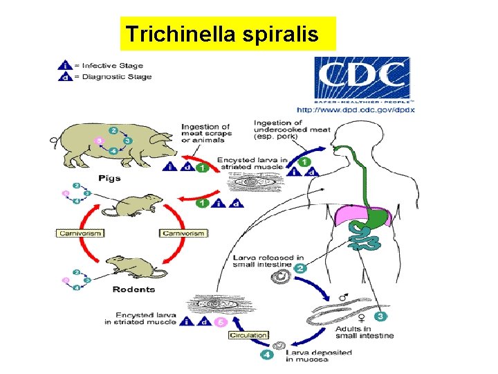 Trichinella spiralis Trichinella spiralis