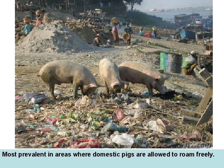 Most prevalent in areas where domestic pigs are allowed to roam freely. Most prevalent in areas where domestic pigs are allowed to roam freely.