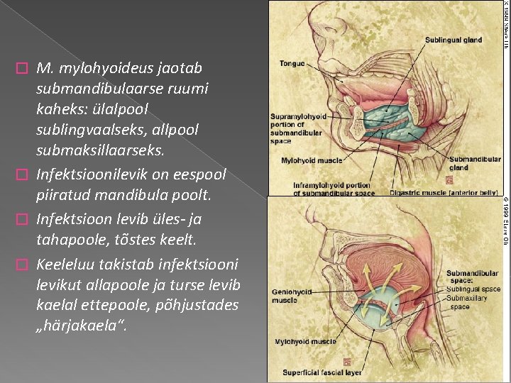 M. mylohyoideus jaotab submandibulaarse ruumi kaheks: ülalpool sublingvaalseks, allpool submaksillaarseks. � Infektsioonilevik on eespool