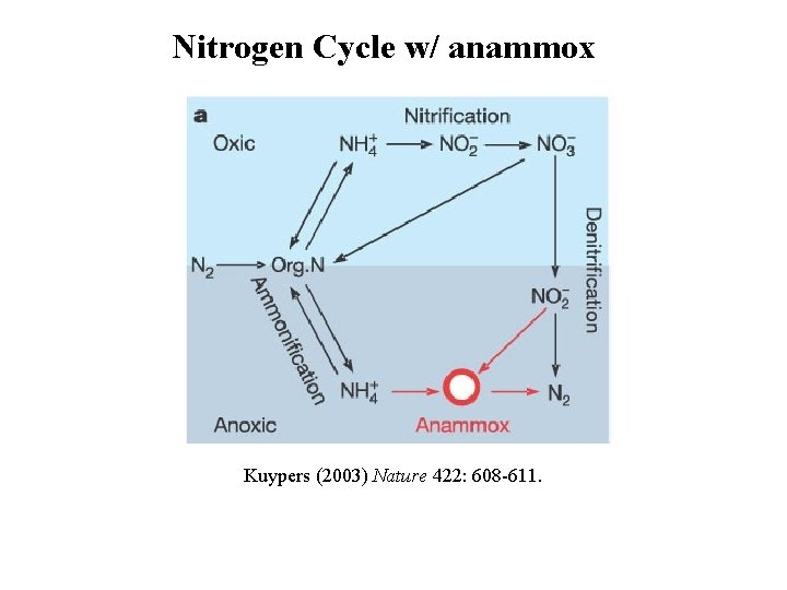 Nitrogen Cycle w/ anammox Kuypers (2003) Nature 422: 608 -611. 