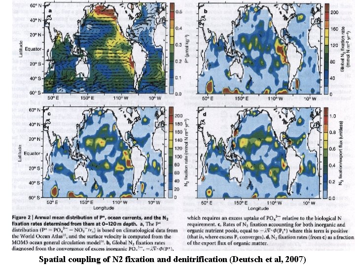 Spatial coupling of N 2 fixation and denitrification (Deutsch et al, 2007) 