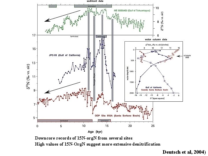 Downcore records of 15 N-org. N from several sites High values of 15 N-Org.