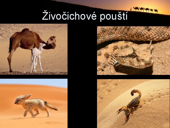 Živočichové pouští 