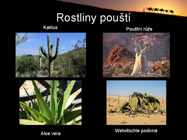 Rostliny pouští Kaktus Aloe vera Pouštní růže Welwitschie podivná 
